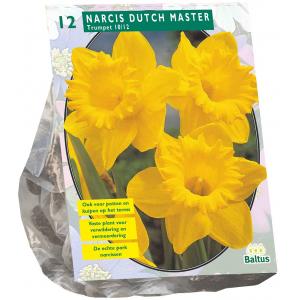Baltus Narcis Trompet Geel bloembollen per 12 stuks